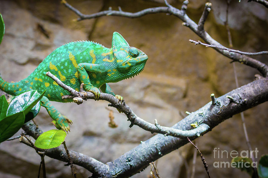 Chameleon Sitting On Branch Photograph by Lukas Leitner / 500px