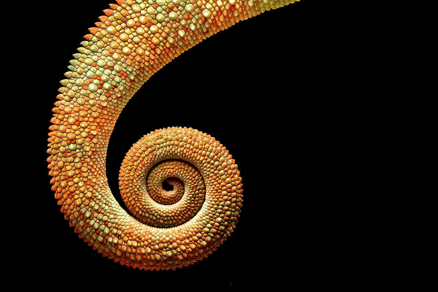 London Photograph - Chameleon Tail by Markbridger