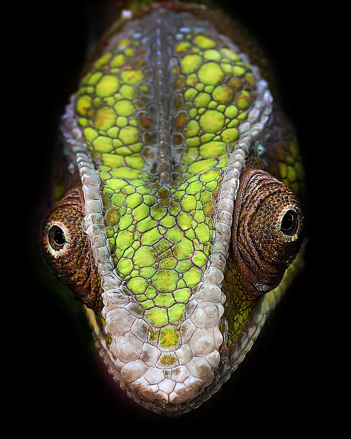 Lizard Photograph - Chameleons Head by Fauzan Maududdin