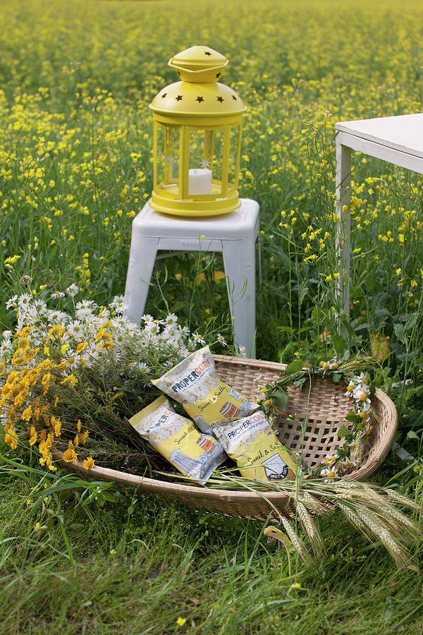 Chamomile, Bags Of Snacks And Wreath Of Flowers In Wicker Basket In Front Of Yellow Lantern On White, Metal Stool In Field Of Flowering Rapeseed Photograph by Annette Nordstrom