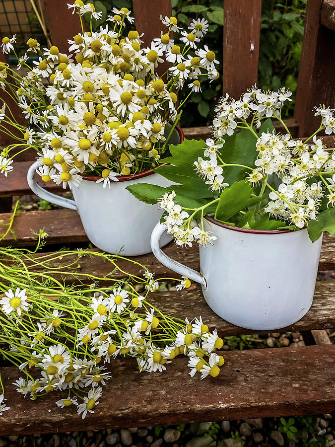 Chamomile Flowers And Flowering Service Tree Twigs In Enamel Pots Photograph by Rosa Hereu