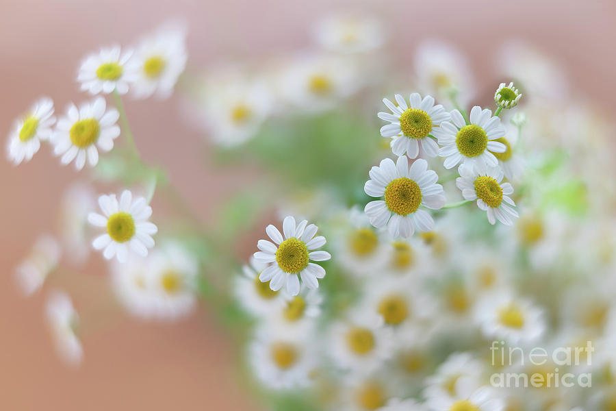 Chamomile Flowers Photograph by Hanna Tor