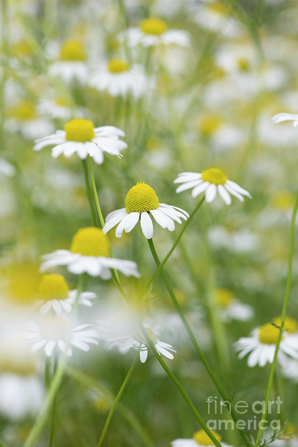 Chamomile Flowers Photograph by Tim Gainey