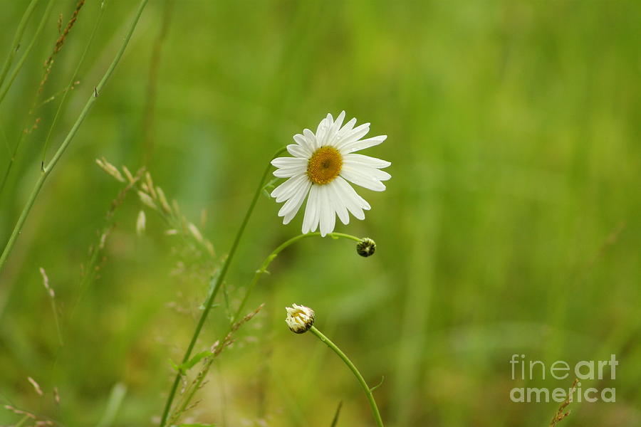 Chamomile or Daisy? Photograph by Leone Lund