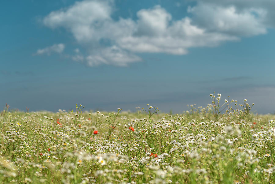 Chamomile, Poppy, Field, Sky, Wulfen, Fehmarn, Baltic Sea, East-holstein, Schleswig-holstein, Germany, Europe Photograph by Axel Ellerhorst