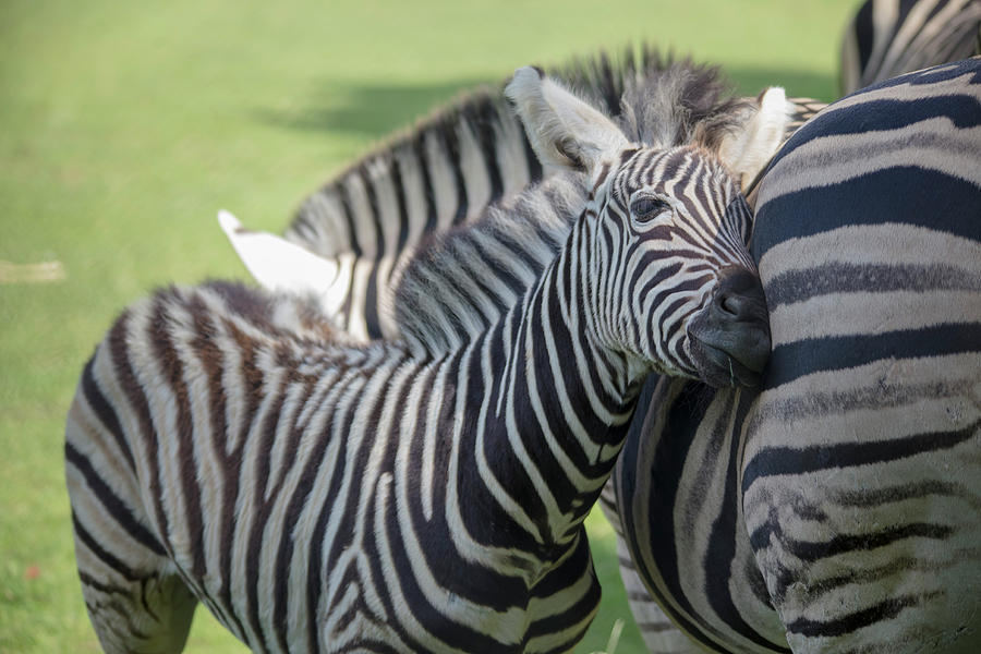 Champmans Zebra Lilly by Cheltenham Media Champmans Zebra Lilly by Cheltenham Media