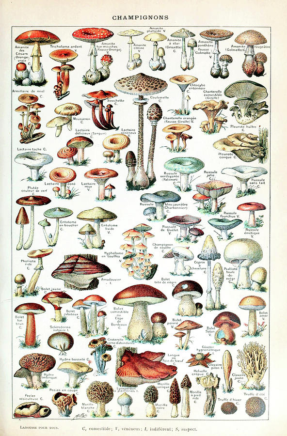 Mushroom Drawing - Champignons pour tous by Adolphe Millot