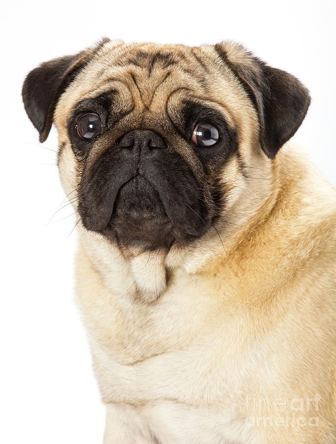 Champion Fawn Pug Dog Photograph by Martyn F. Chillmaid/science Photo Library