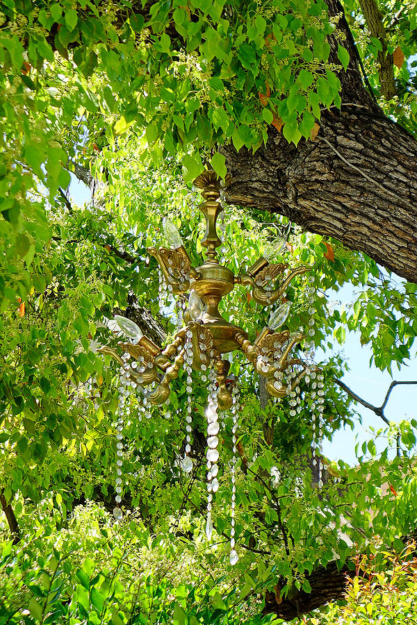 Chandelier Tree Study 3 Photograph by Robert Meyers-Lussier