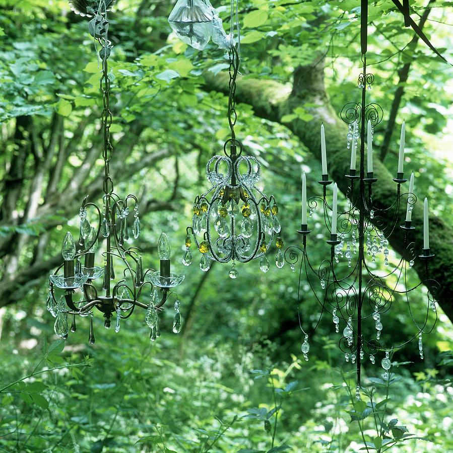 Chandeliers Hanging In A Tree, Some With Candle And Decorative Crystal Elements Photograph by Simon Scarboro