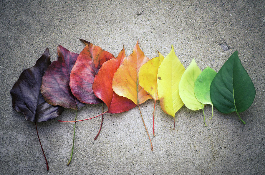 Fall Photograph - Change by Jeff Minarik Photography - Chicago,il