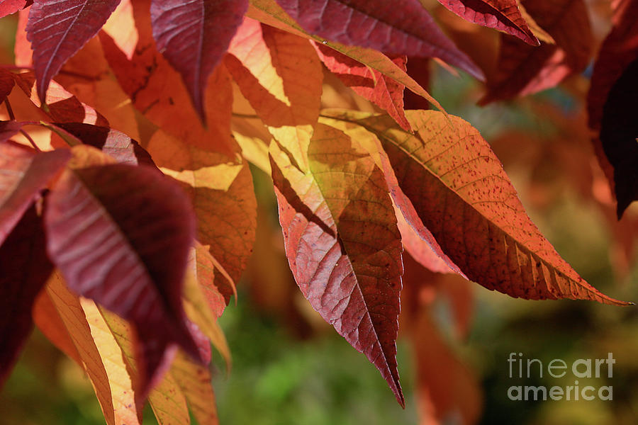 Fall Photograph - Change of Color by Tracy Hall