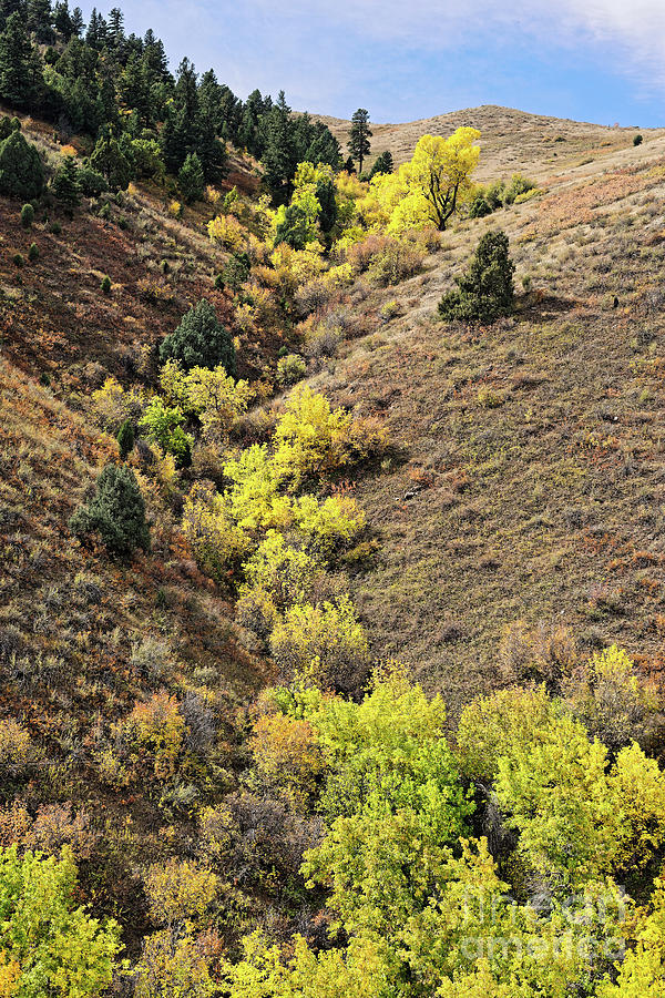 Changing Cottonwoods on Golden Hills - Matthews Winters Park Front Range Colorado Photograph by Silvio Ligutti
