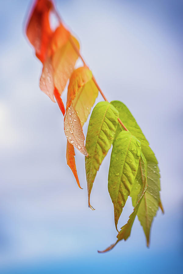 Changing Seasons Photograph by Marnie Patchett