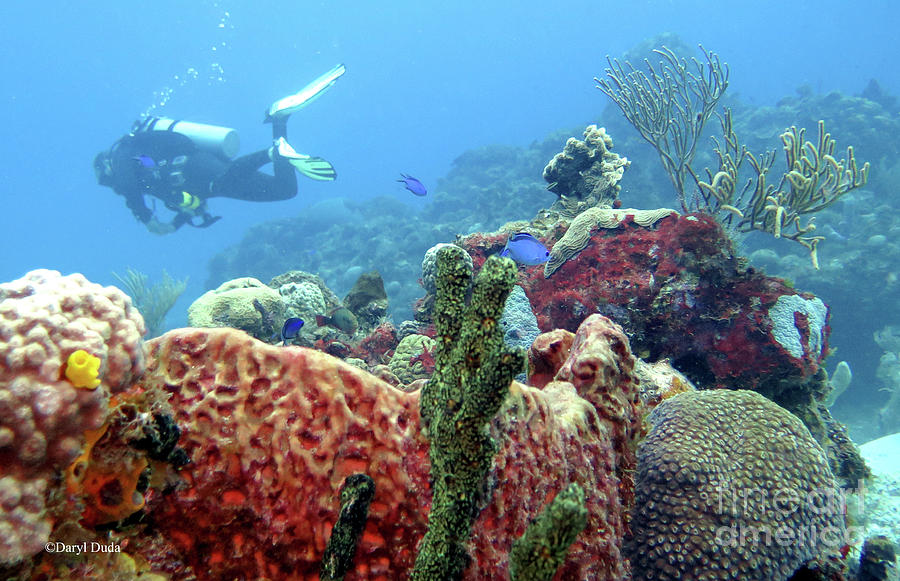 chankanaab shallow reef