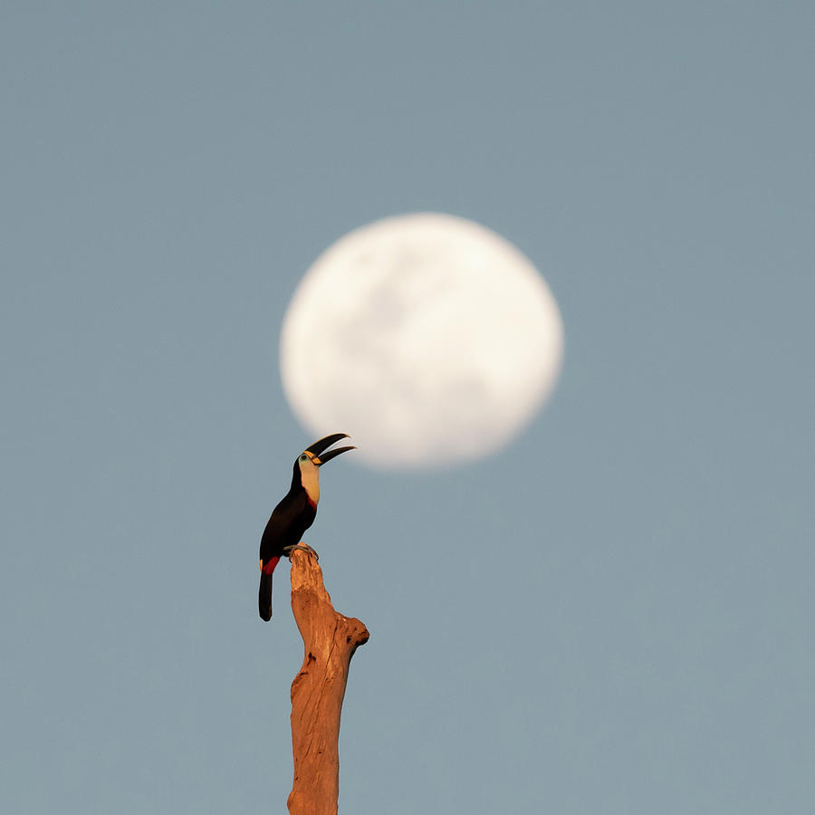 Channel-billed toucan and the Harvest Moon Photograph by Patrick Nowotny