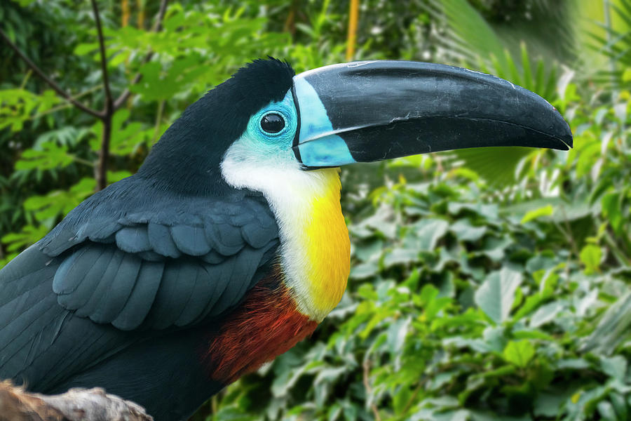 Channel-billed Toucan Photograph by Arterra Picture Library