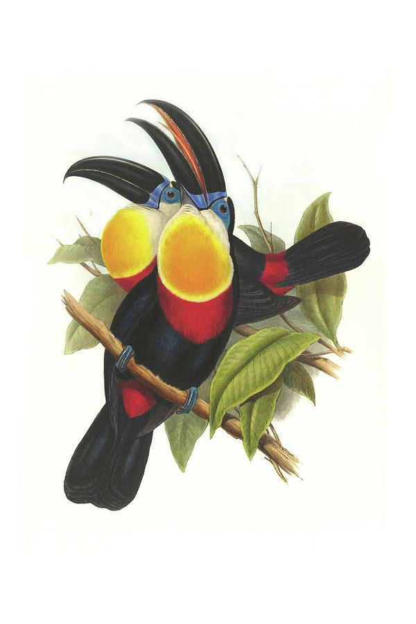 Channel-Billed Toucan Painting by John Gould