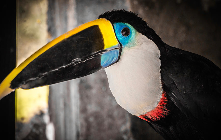 Channel Billed Toucan, Peru Photograph by Venetia Featherstone-Witty
