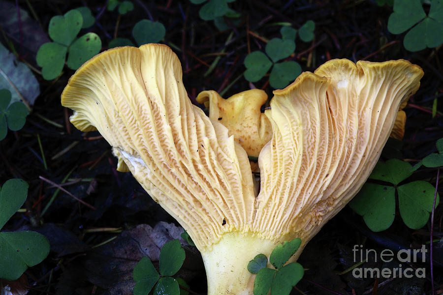 Mushroom Photograph - Chanterelle Mushroom by Dr Keith Wheeler/science Photo Library