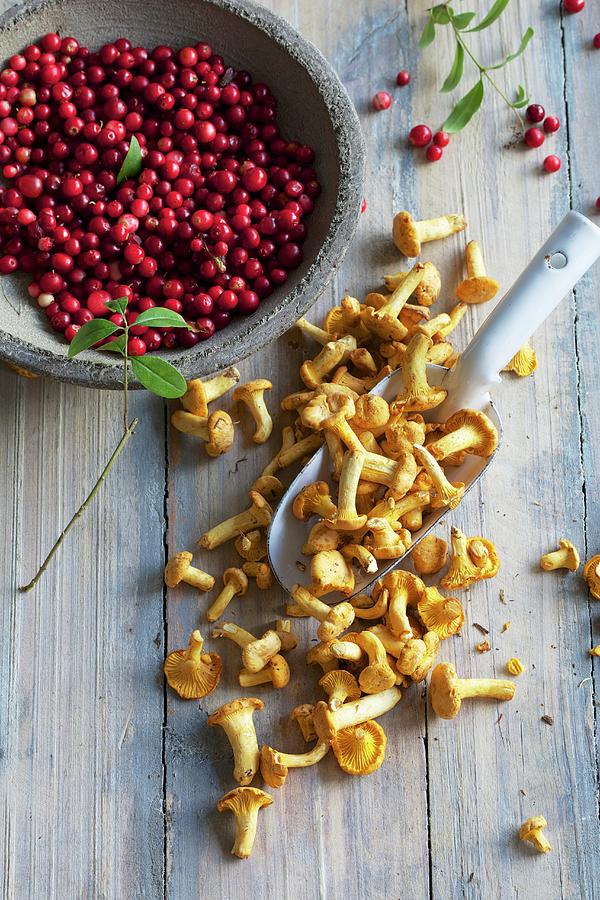 Chanterelle Mushrooms And Cranberries Photograph by Sabine Mader