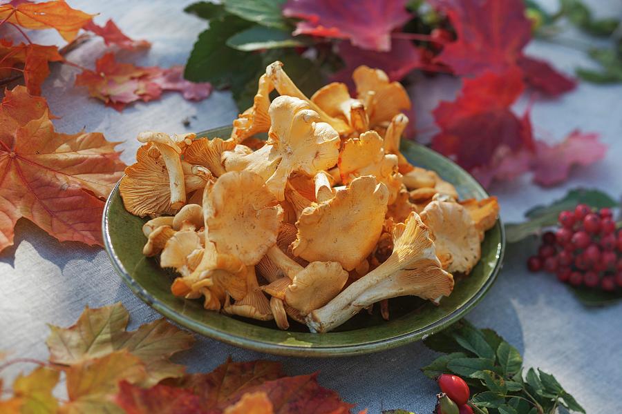 Chanterelle Mushrooms On A Plate On A Table Decorated With Maple Leaves Photograph by Per Magnus Persson