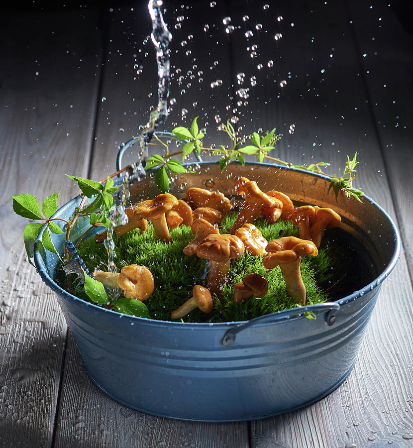 Chanterelles On Moss In A Vintage Enamel Container With A Water Splash Photograph by Magdalena & Krzysztof Duklas