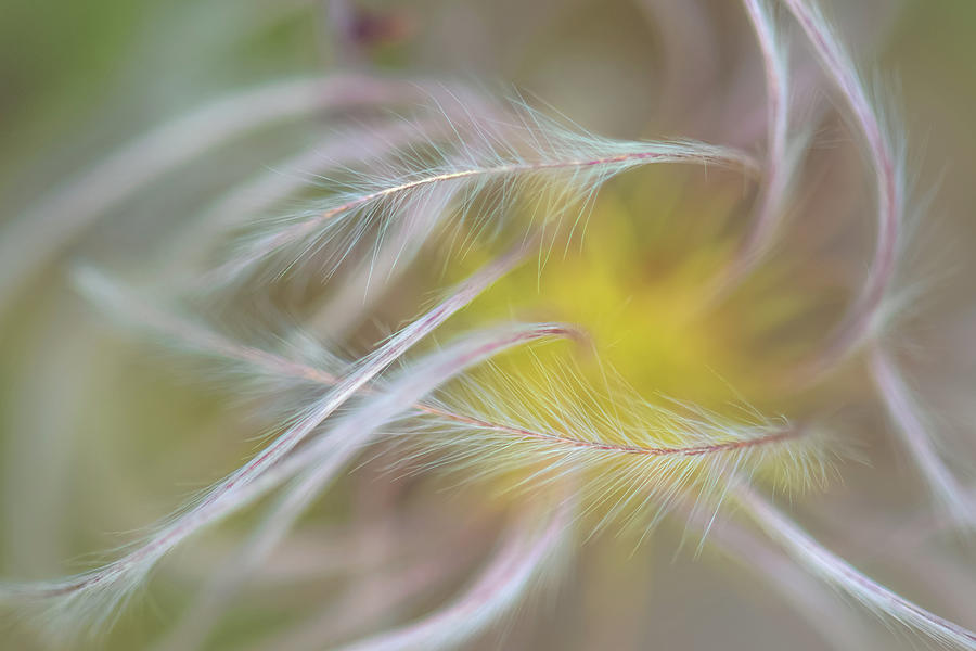 Chaparral Clematis Fruit Plume by Alexander Kunz Chaparral Clematis Fruit Plume by Alexander Kunz