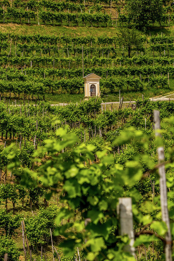 Chapel In The Vineyard Photograph