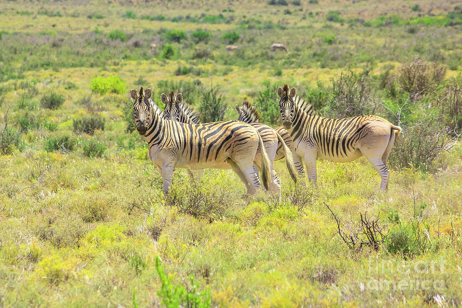 Chapman zebras in Karoo NP Photograph by Benny Marty