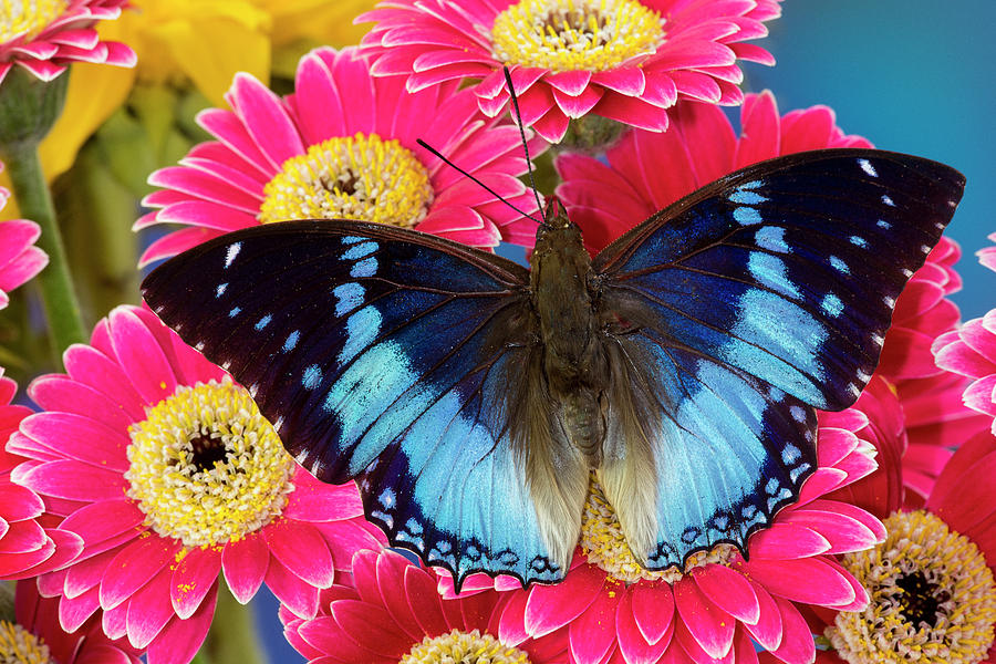 Charaxes A Brush-footed Butterfly Know Photograph by Darrell Gulin ...