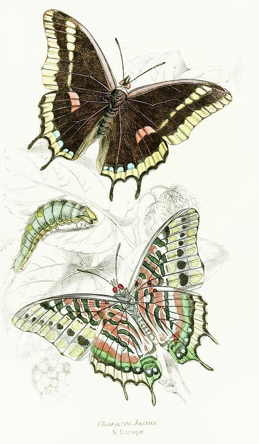 Charaxes Jasius Painting by James Duncan - Fine Art America