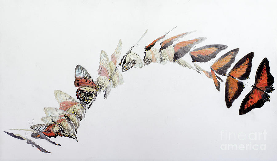 Charaxes zingha flight pattern Painting by Odile Kidd