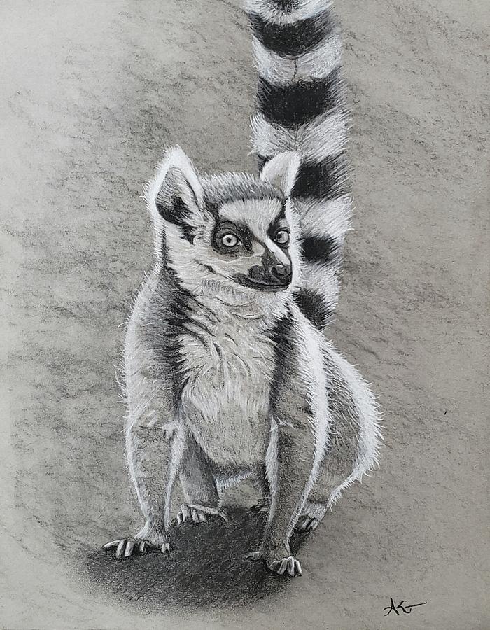 Charcoal Lemur Drawing by Alexis King-Glandon