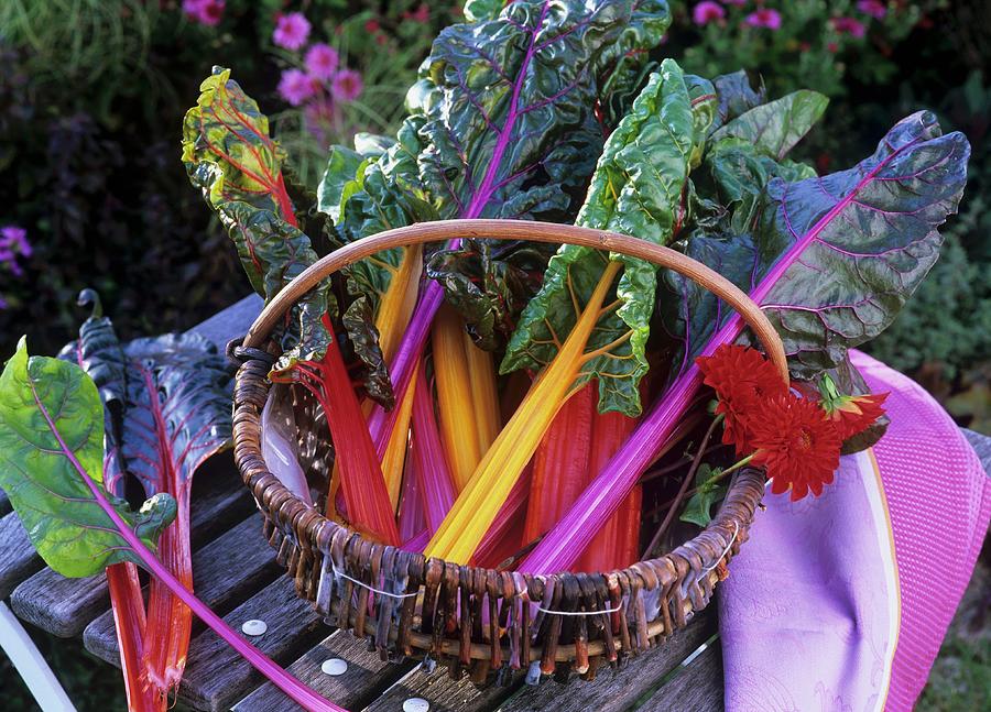 Chard With Coloured Stems In A Wicker Basket Photograph by Strauss, Friedrich