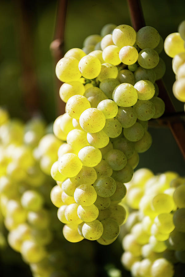 Chardonnay Grapes, Bolzano, Italy Digital Art by Franco Cogoli