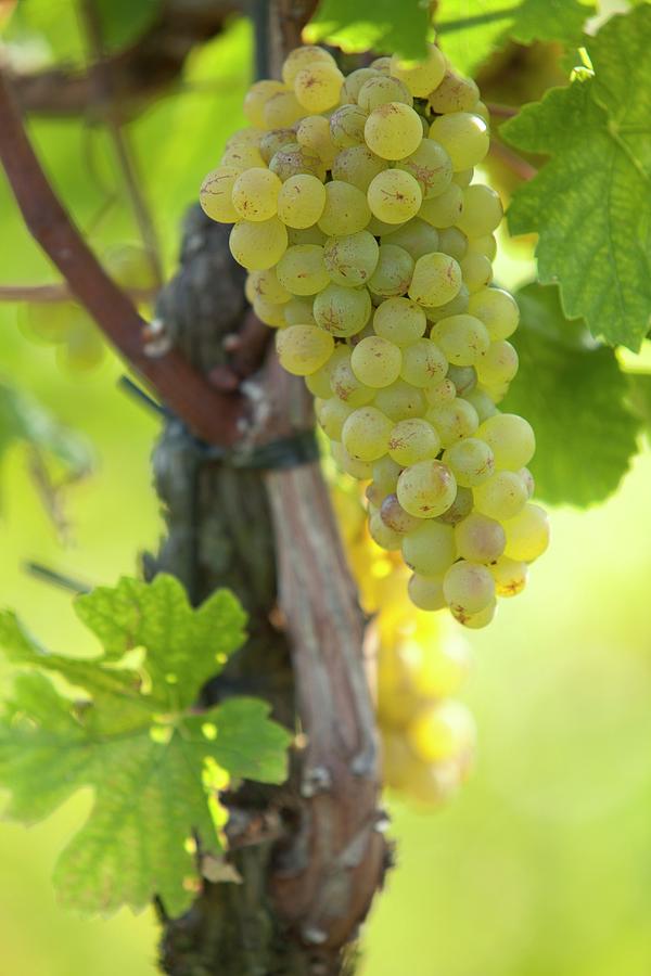 Chardonnay Grapes On The Vine Photograph by Joerg Lehmann