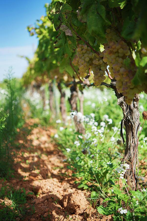 Charello Grapes Being Cultivated At The Recaredo Winery in El Penedes, Spain Photograph by Jalag / Maria Schiffer