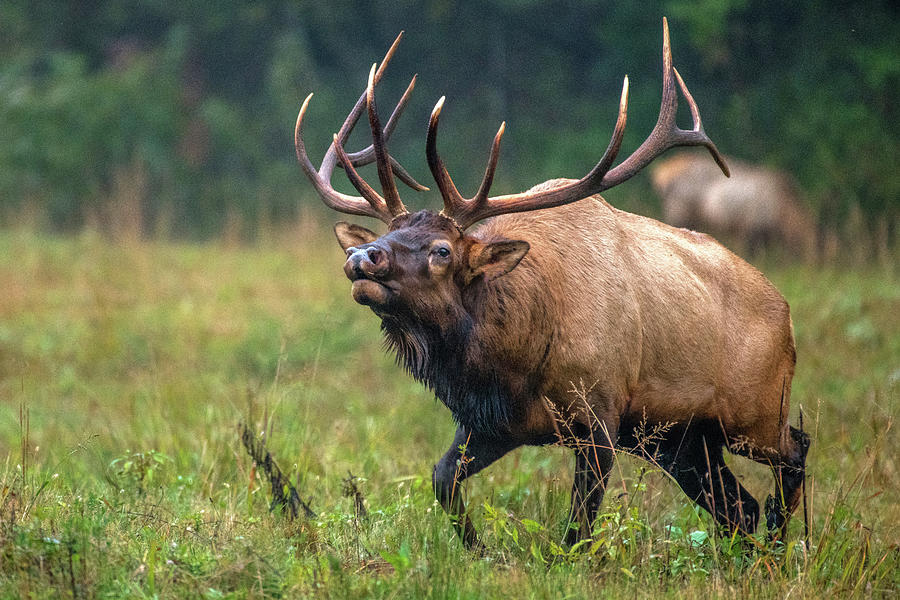 Charging Bull Elk Photograph by Eric Albright