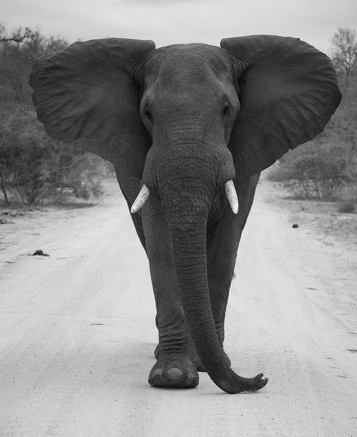 Charging Elephant  Photograph by Patrick Nowotny