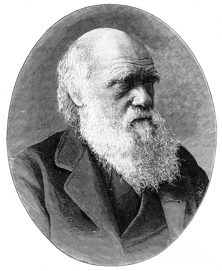 Charles Darwin, 19th Century English Drawing by Print Collector