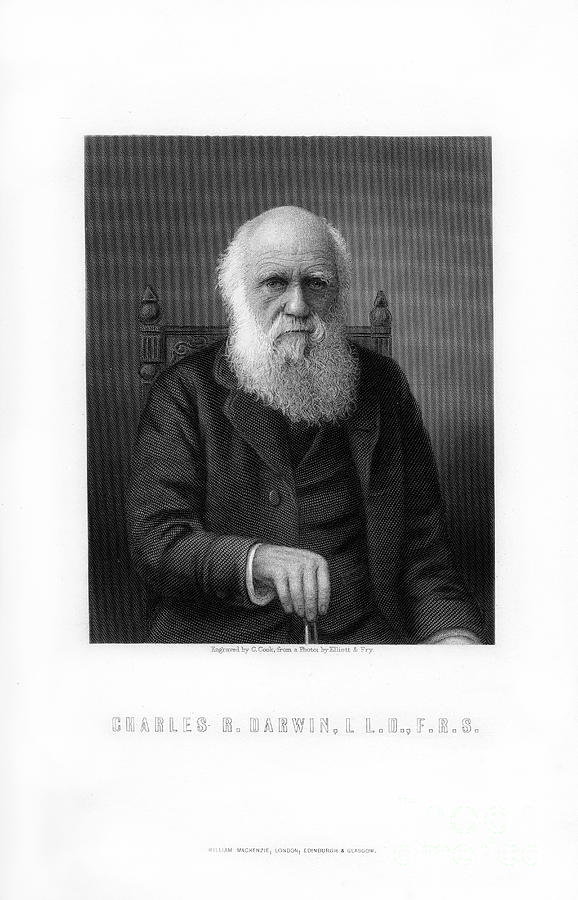 Charles Darwin, British Naturalist Drawing by Print Collector