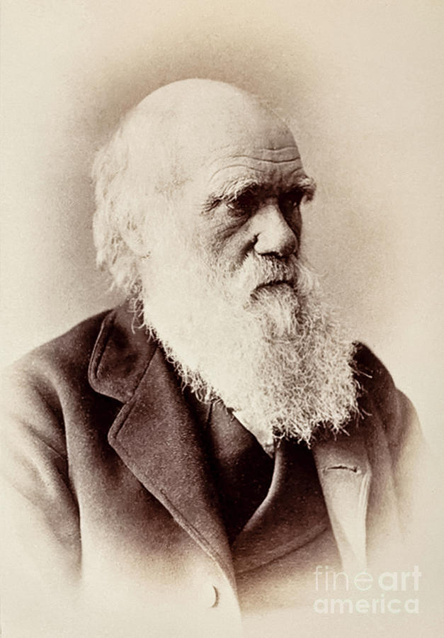 Charles Darwin, English Naturalist, Photo Photograph By Elliott And Fry ...