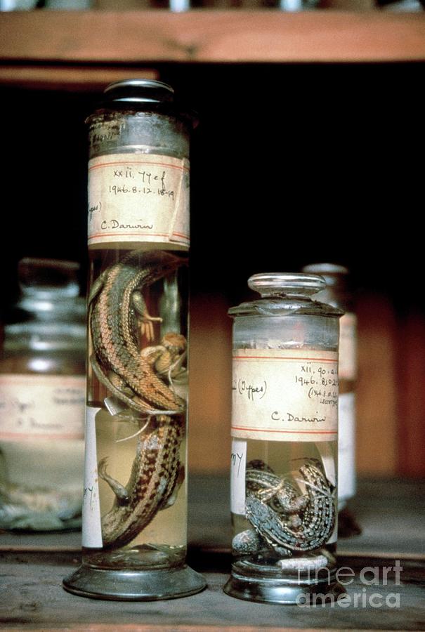 Charles Darwin Museum Specimens Photograph by Natural History Museum, London/science Photo Library