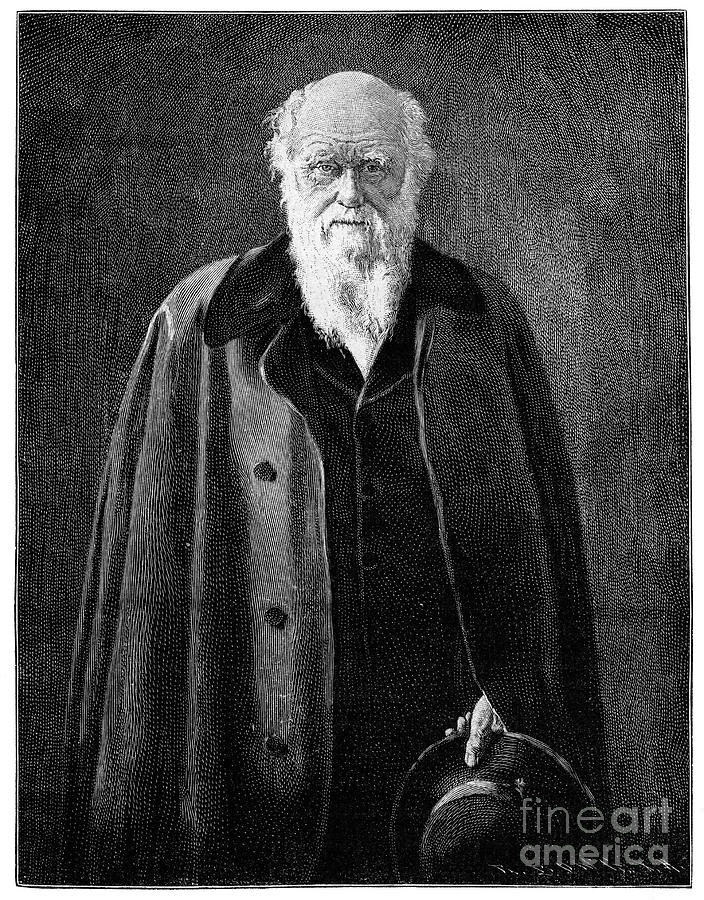 Charles Darwin, Renowned Naturalist Drawing by Print Collector