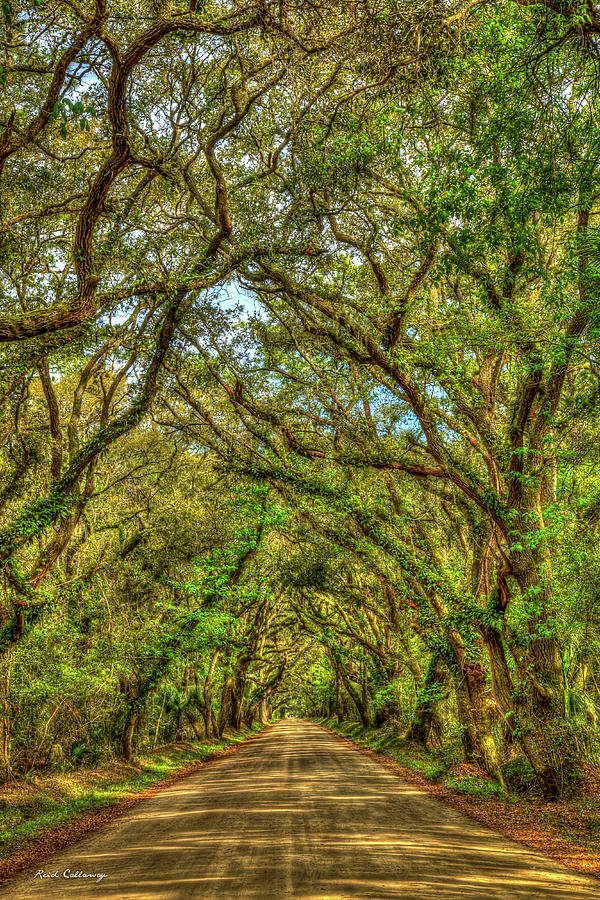 Charleston S C Majestic Edisto Island Botany Bay Road  South Carolina Landscape Art Photograph by Reid Callaway