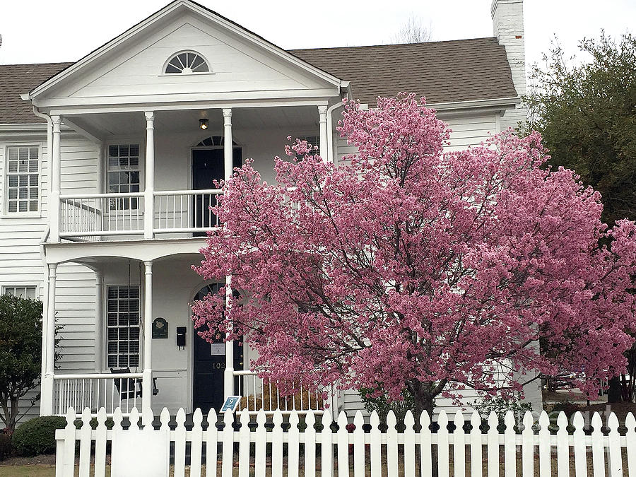 Charleston South Carolina Spring Pink White Victorian House Pink Blossom Trees  Photograph by Kathy Fornal
