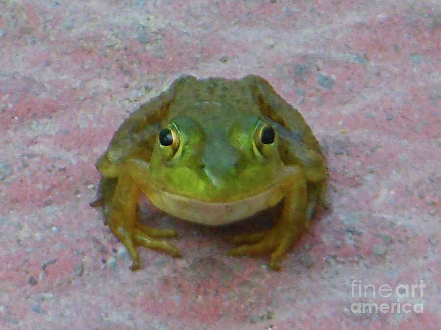Charming American Bullfrog Photograph by Rockin Docks