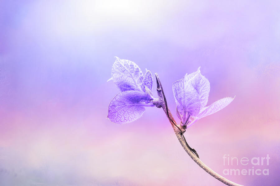 Charming Baby Leaves In Purple Photograph
