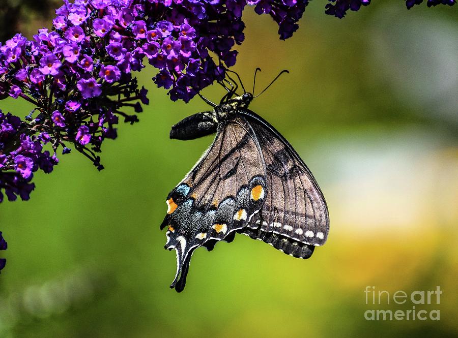 Charming Black Swallowtail Photograph